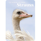 Postkarte 'Strauss'